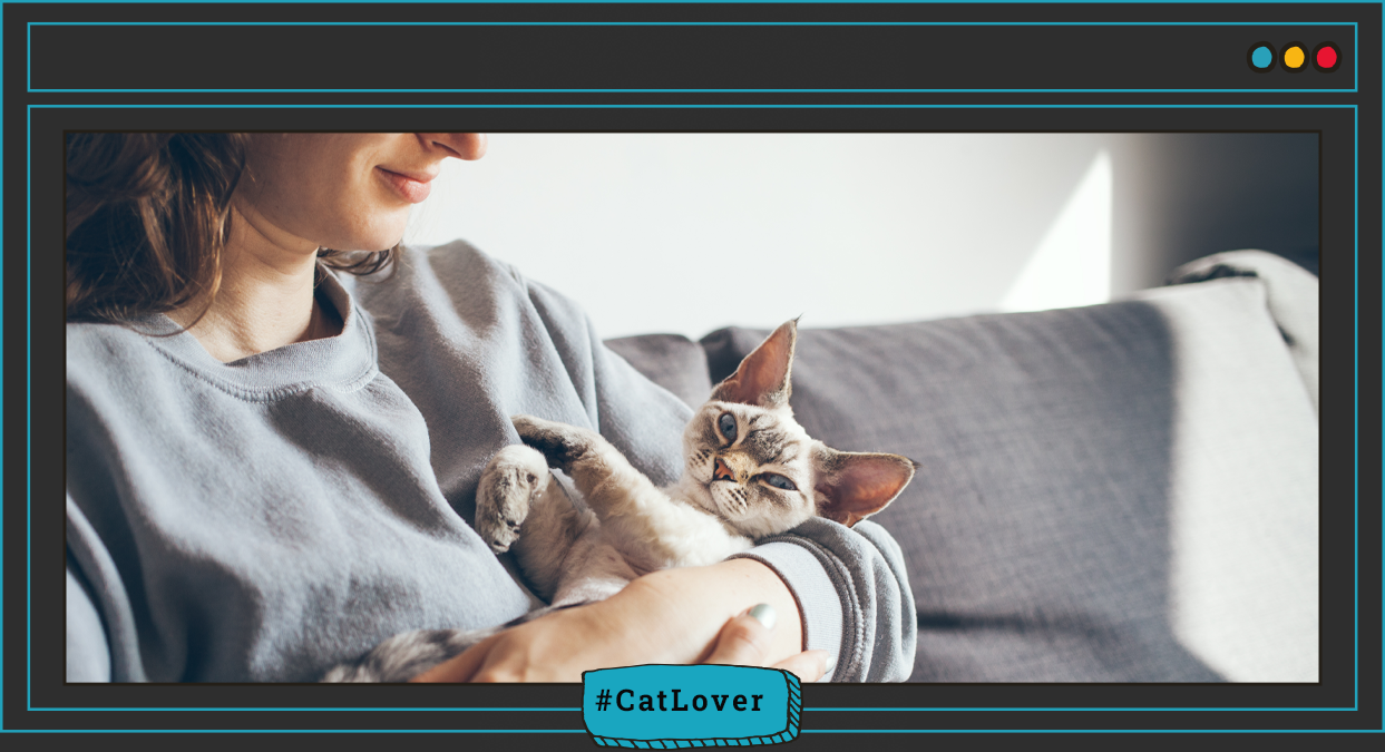 cuidado y afecto para gatos según su personalidad